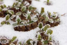 Berseem Clover - Frosty